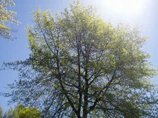 PDX Tree